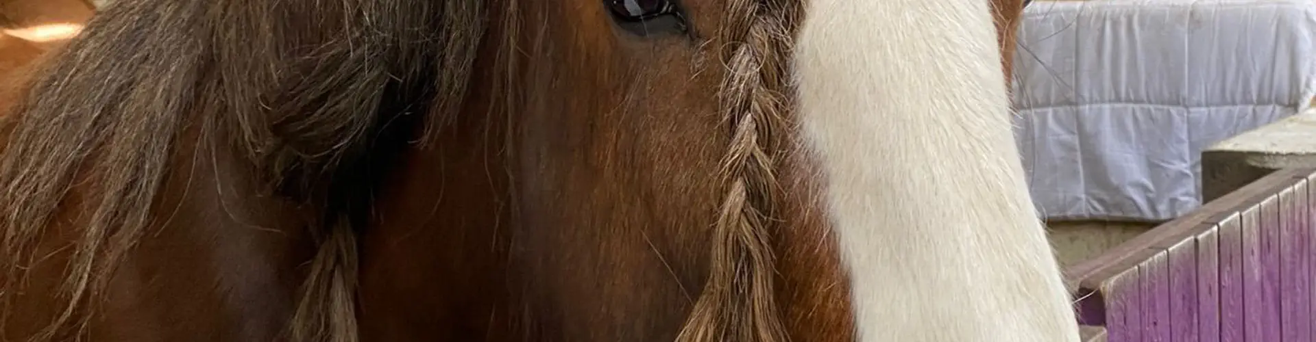 Holistic Horse & Pony Centre