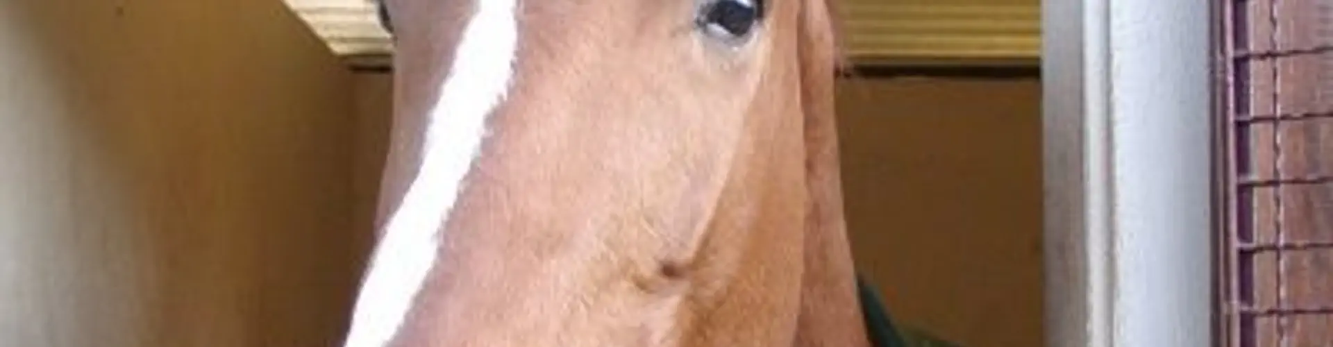 CENTRE EQUESTRE DE LA VIGNOTTE