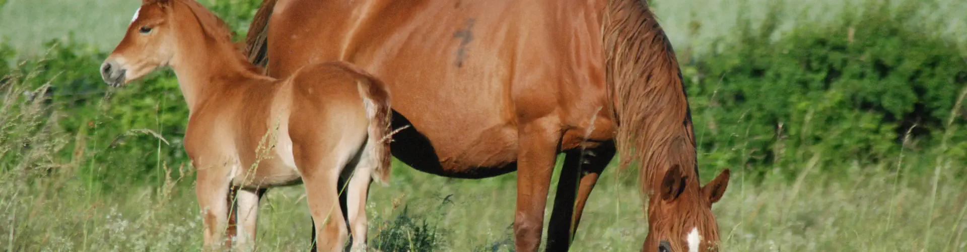 Poney Club Laize
