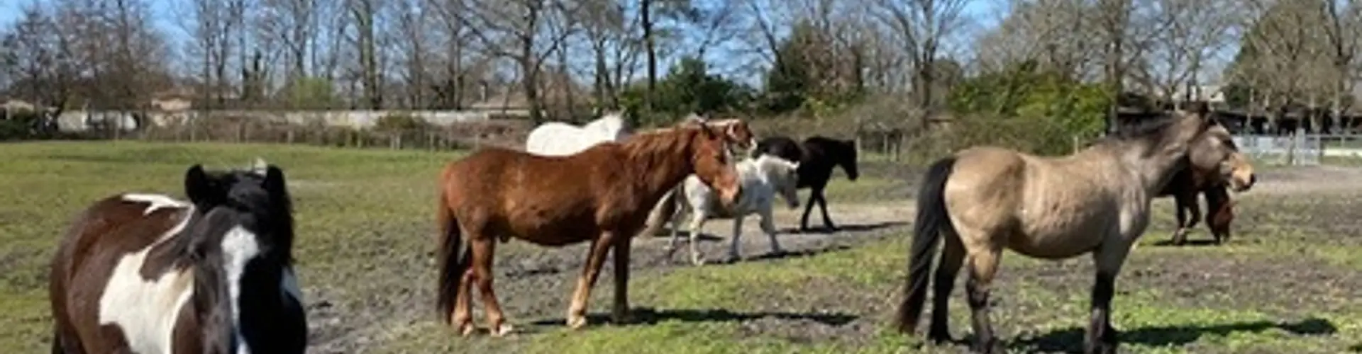 Poney Club Des Jalles