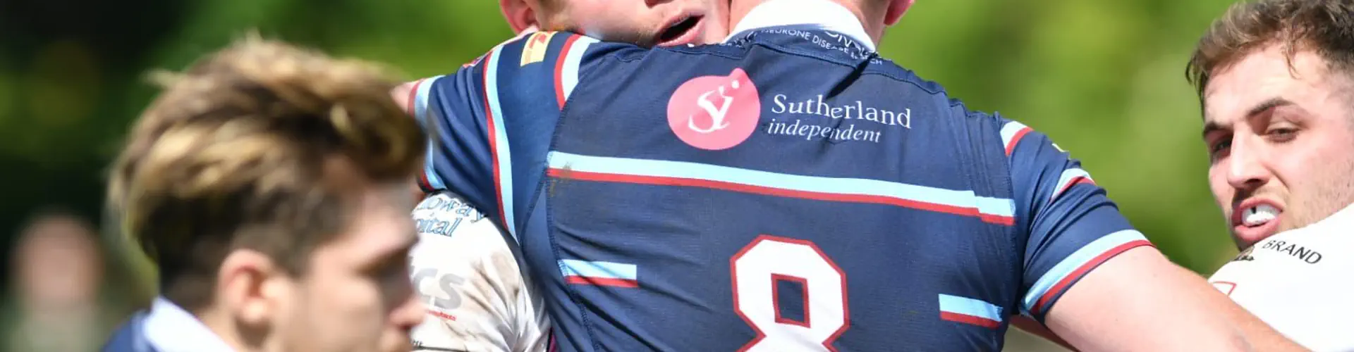 Ayrshire Bulls