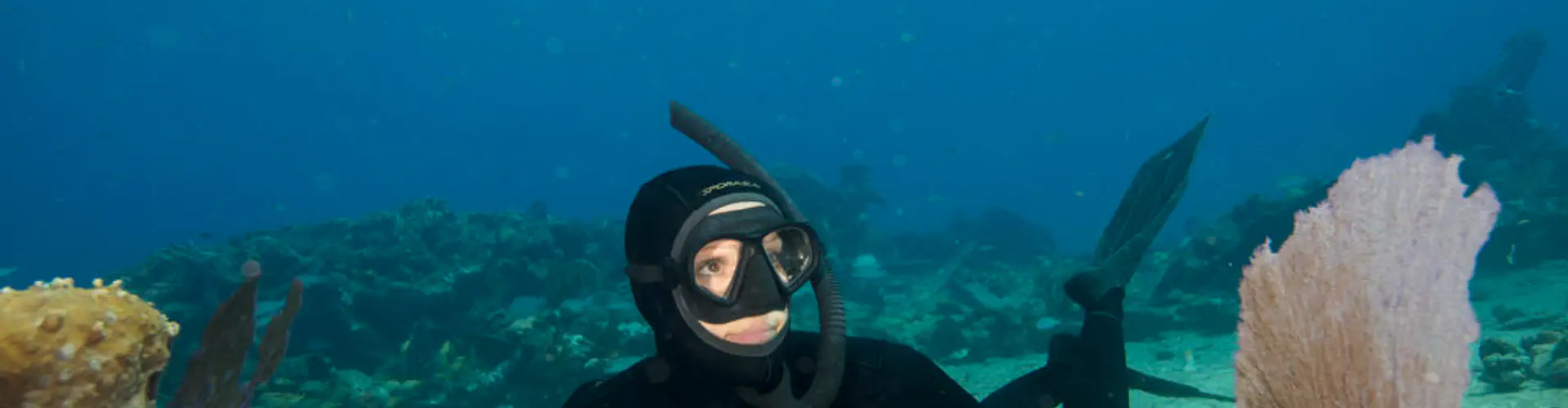 Freedive Aotearoa