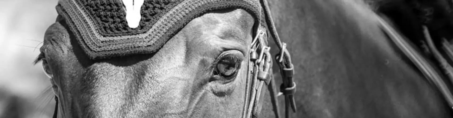 Equestrian Center De Senlis
