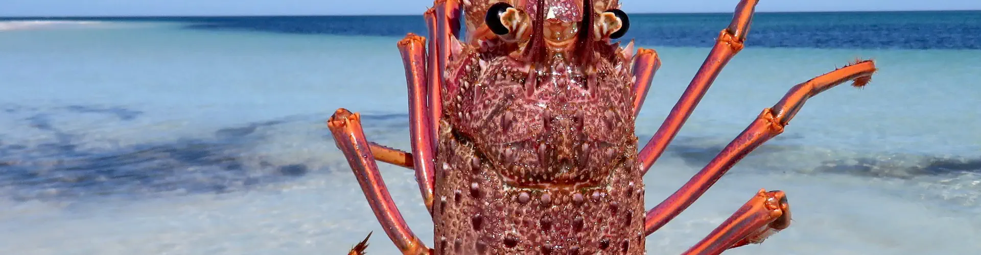 Apache Charters Shark Bay Fishing Charters