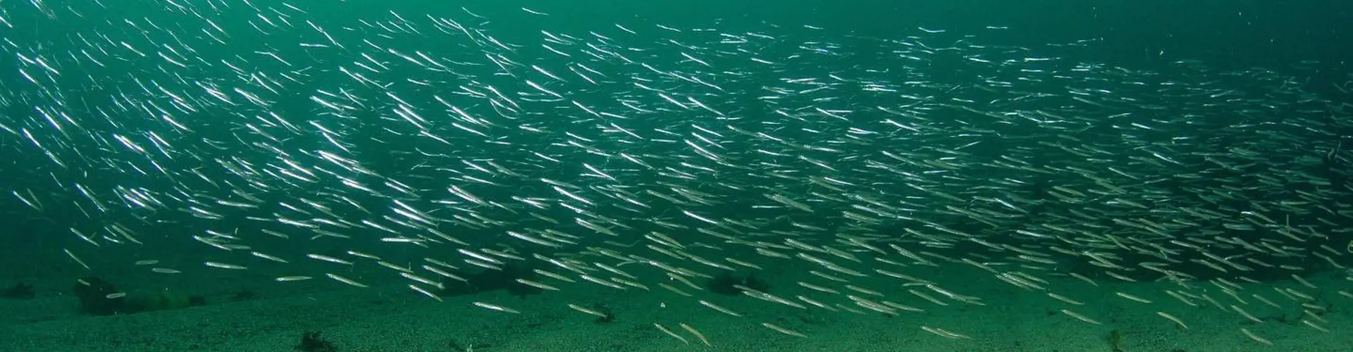 Discover Falmouth Bay with our Guided Snorkel Tours