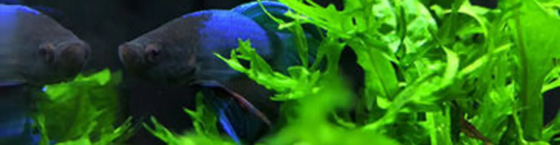 Byrkley Aquatics & Aquascaping