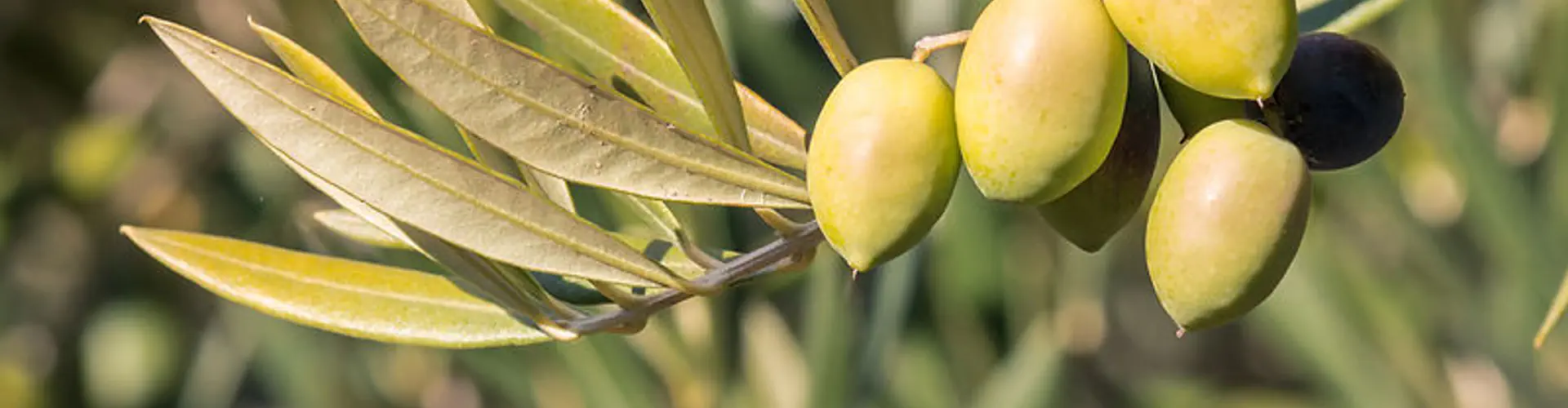 Olive Tree Wellness Clinic