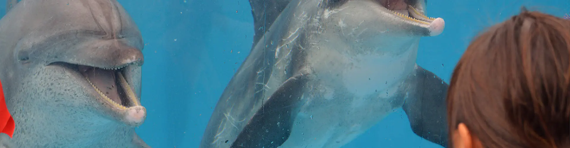 Dolphin Academy Ltd