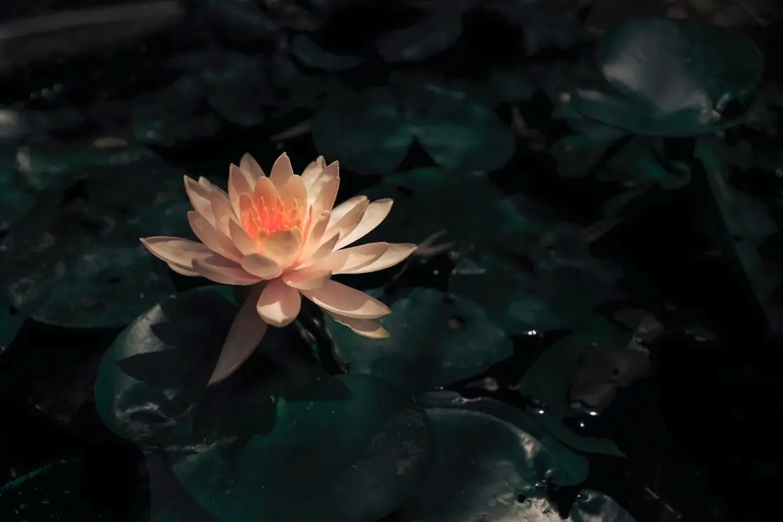 Namrata - Yoga - Massage - Yoga Training - Balfron