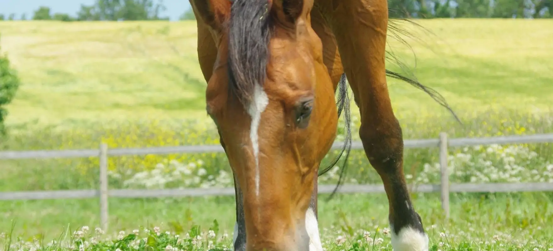Haras Du Buot