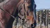 Centre Equestre