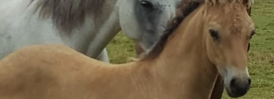 L'association Les Poneys de la Ferme de Champ