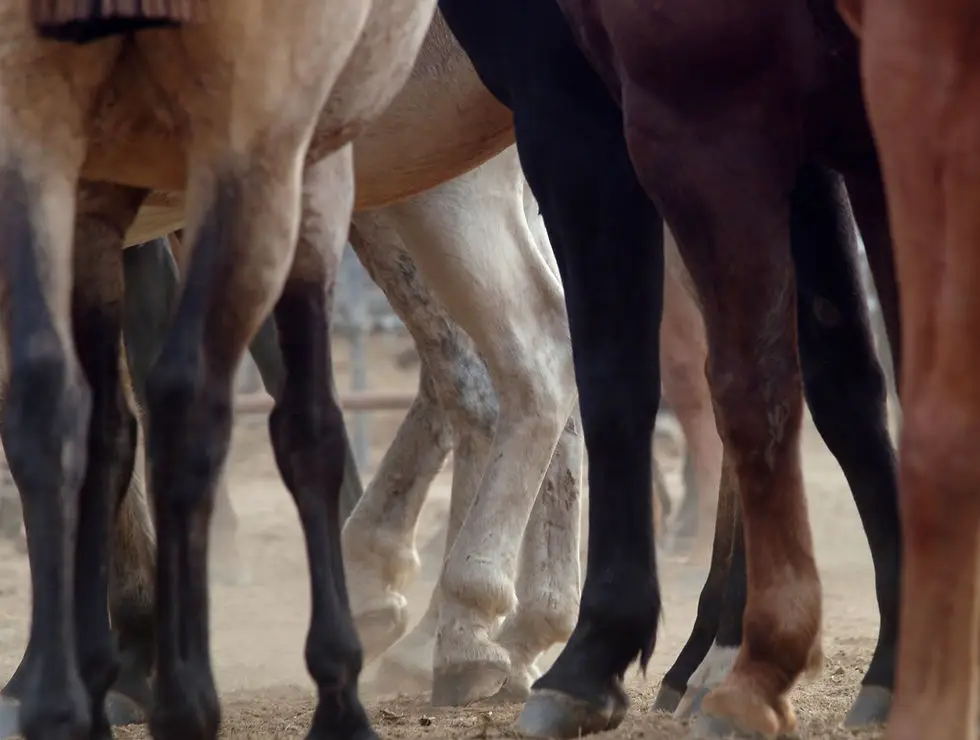 Pony Club, Les Poneys Nomades