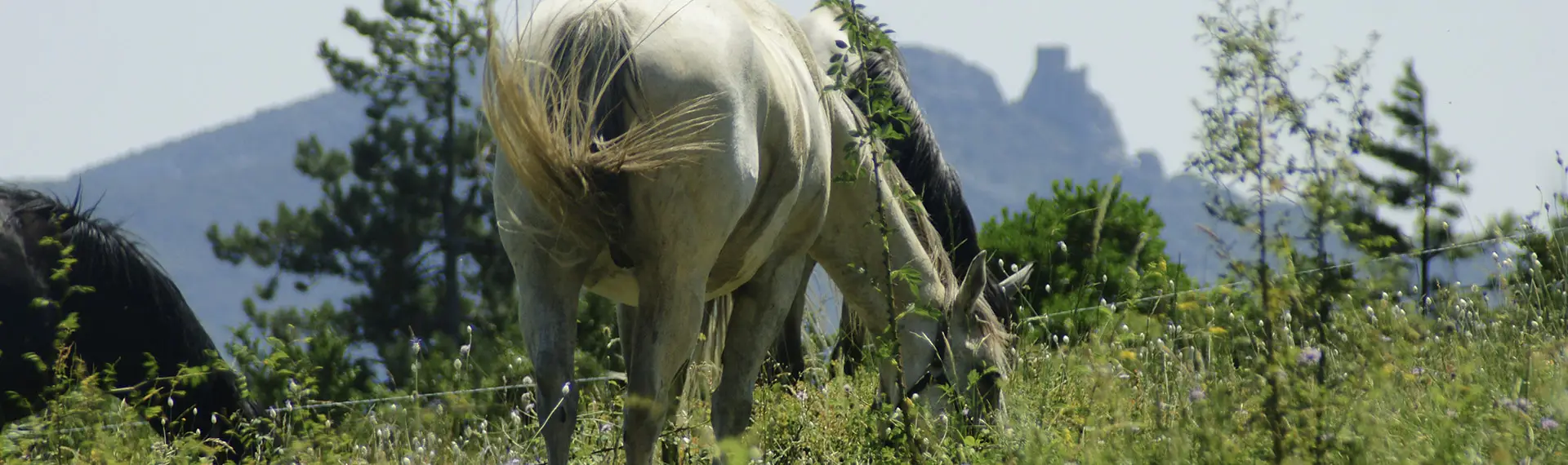 Cheval Cathare