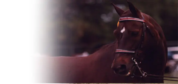 Trillium Morgan Horse Farm