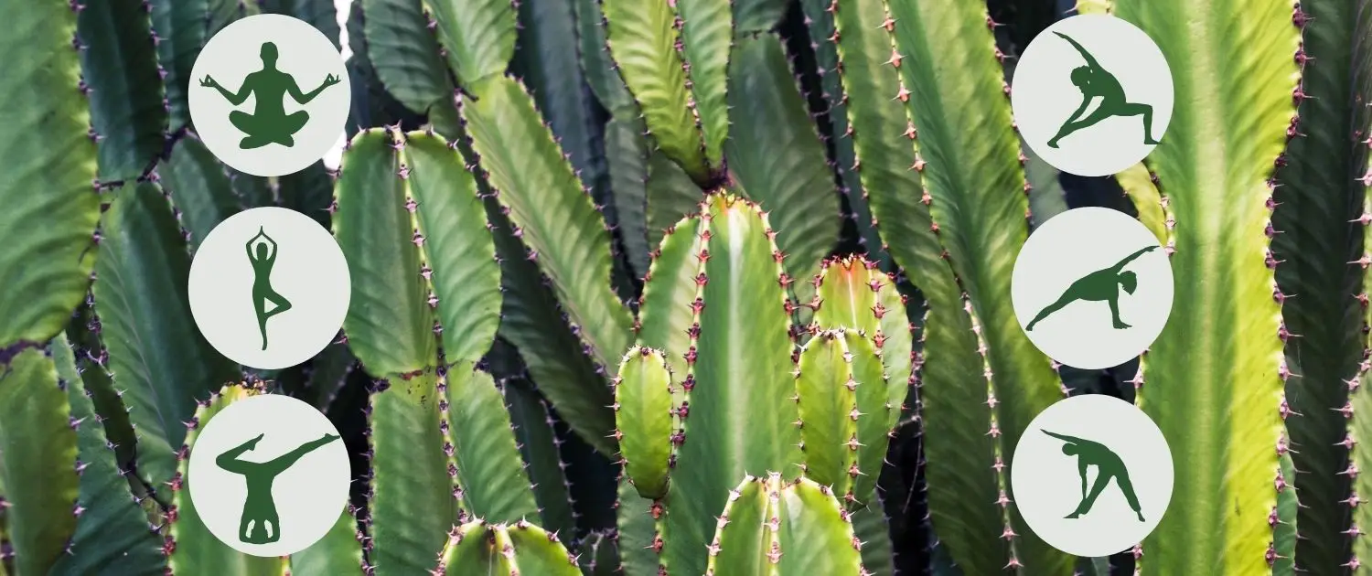 Cactus Yoga
