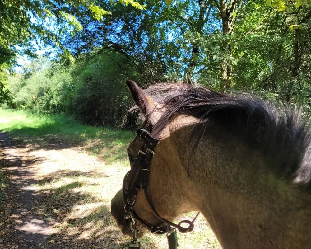 Equestrian Center De La Mairerie