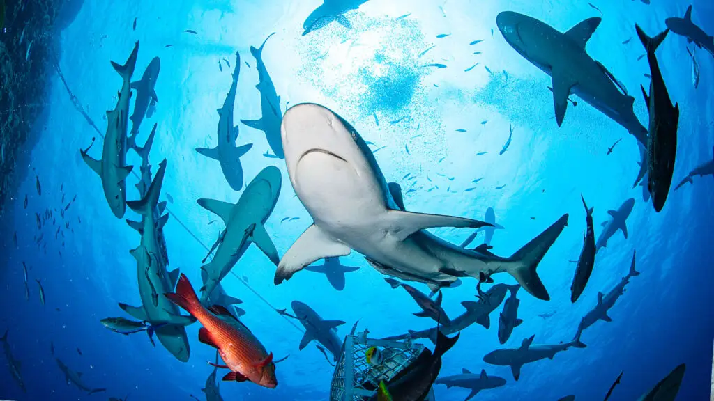 Spirit of Freedom - Dive Liveaboard
