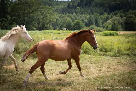 Les Cavaliers Du Belvitte