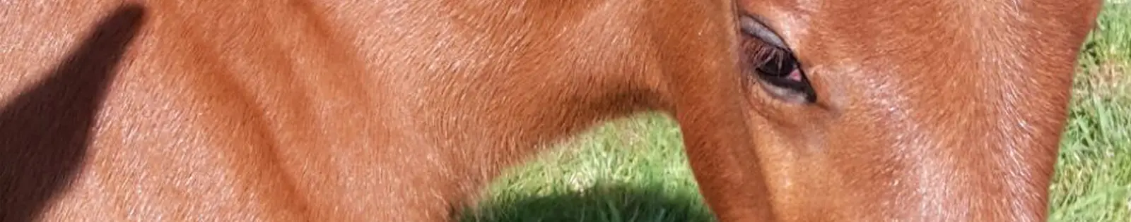 Viriat Equitation Haras Du Relevant
