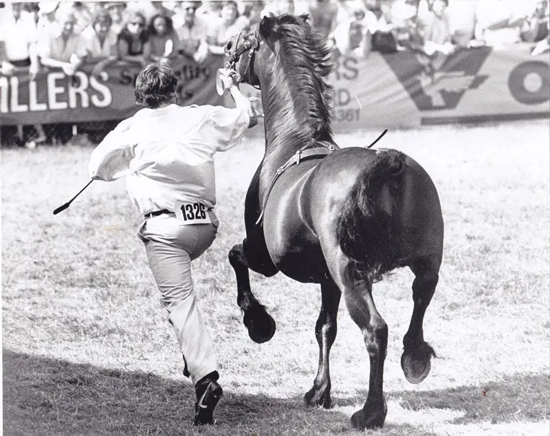 Teifi Stud