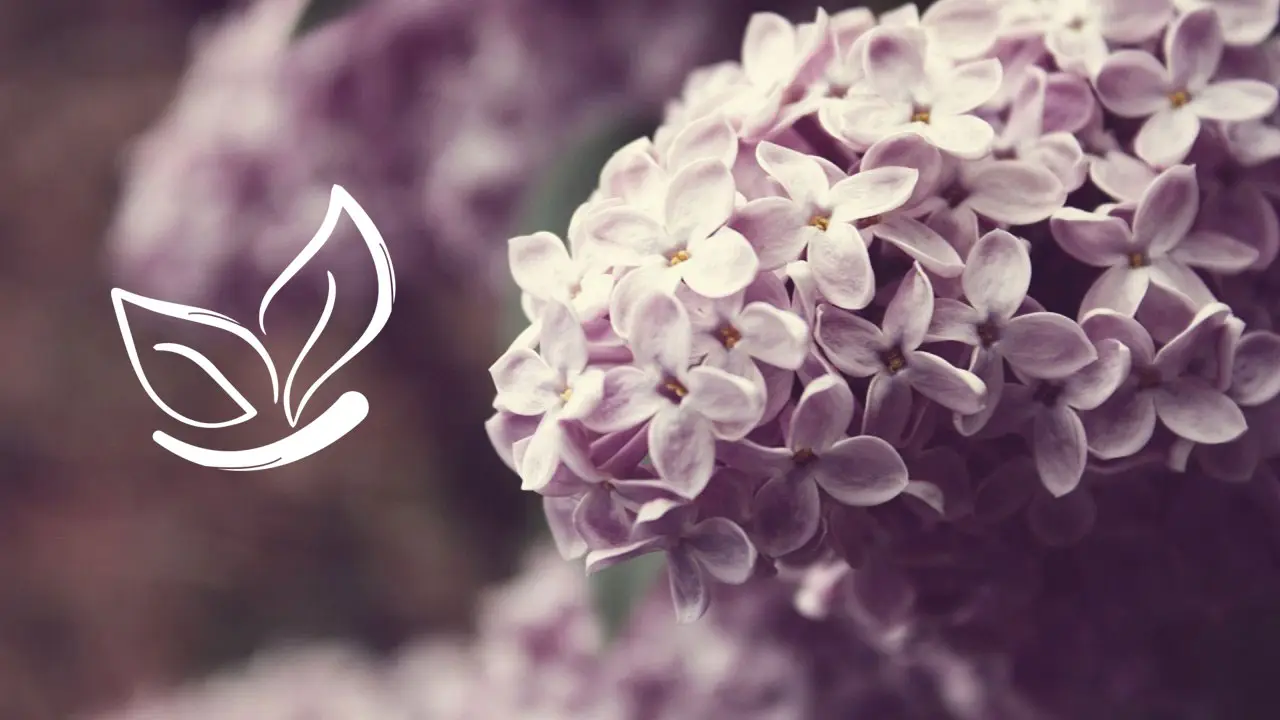 Monarch Wellness & Yoga Services