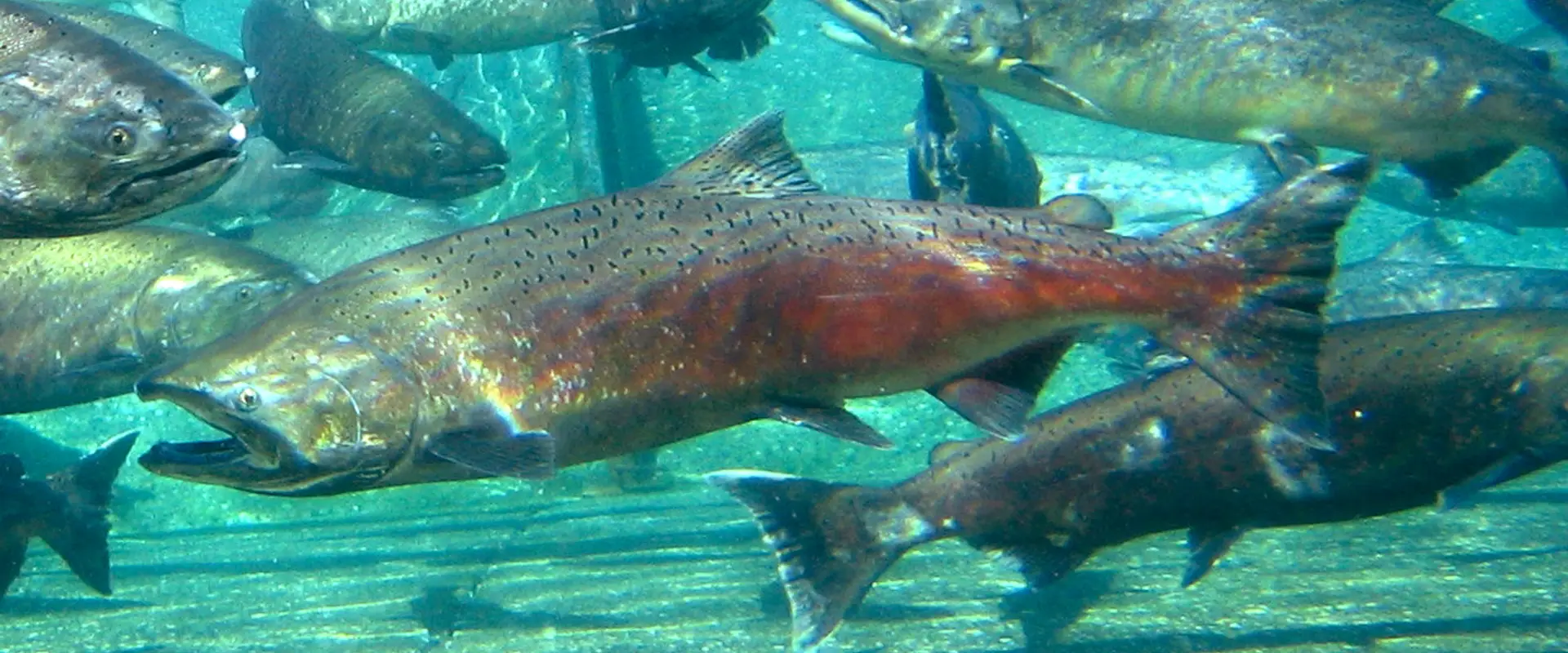 Fantasea Charters