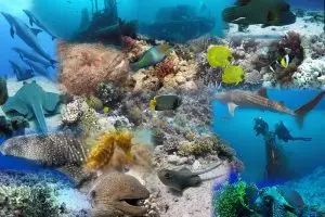 Divemania Reims
