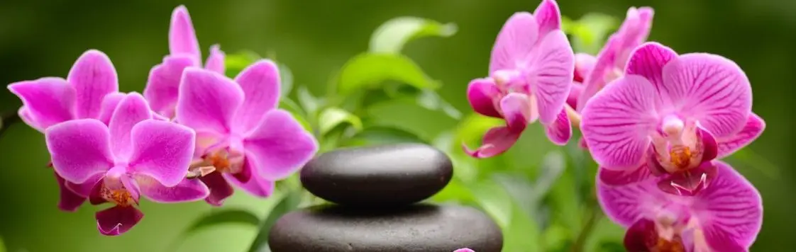 Association Qi Gong Et Activités De Bien-Être