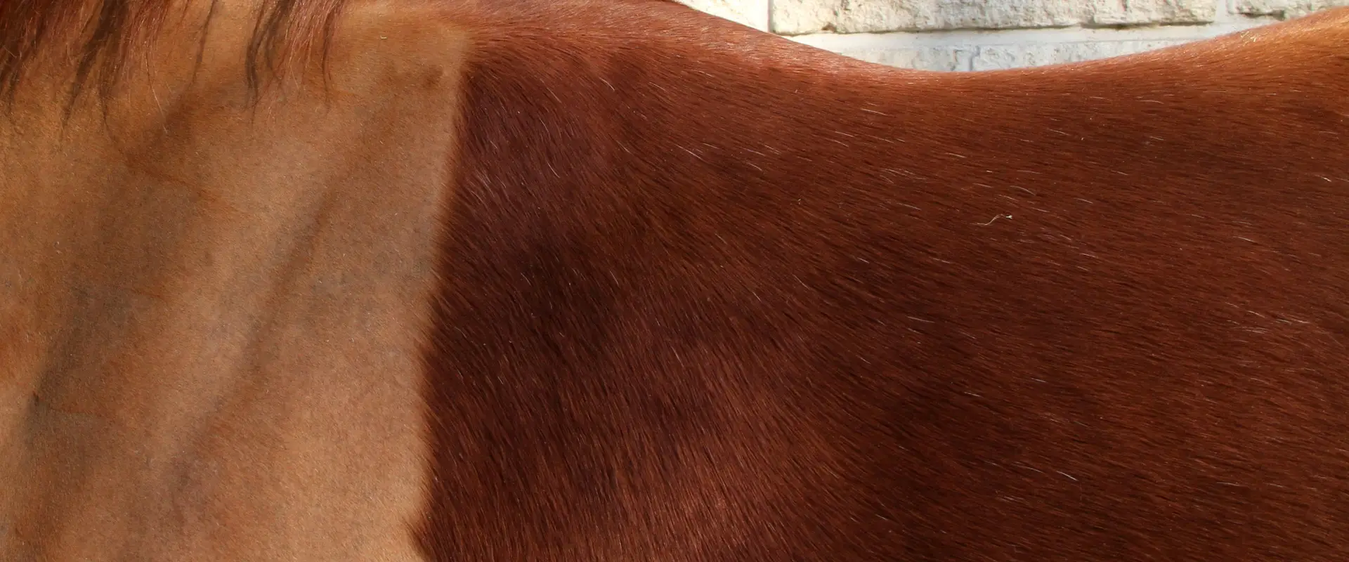 Company D'équitation De Paris - Sep