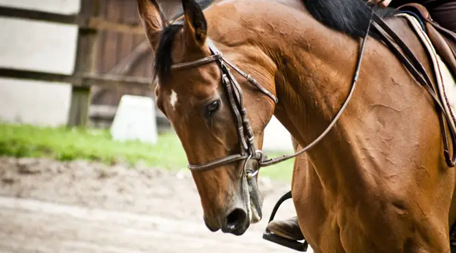 Chambergeot Equitation