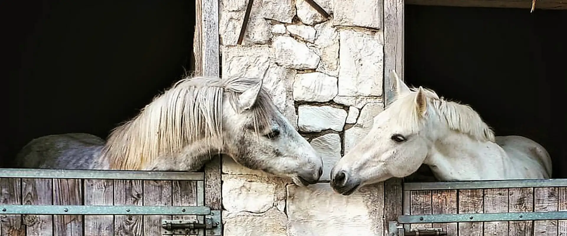 Les Ecuries De La Borde Pony Club - Pension Horses Owners Breeding Saumur