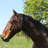 Equestrian Farm La Brissonnière