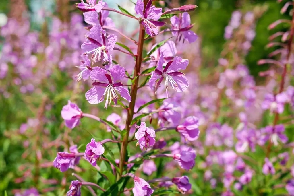 Australian School Of Herbal Medicine