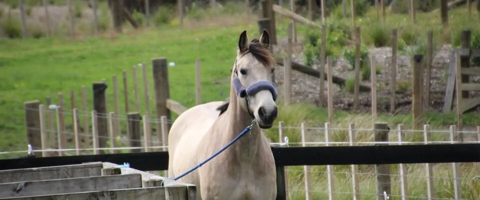 Massey Pony Club