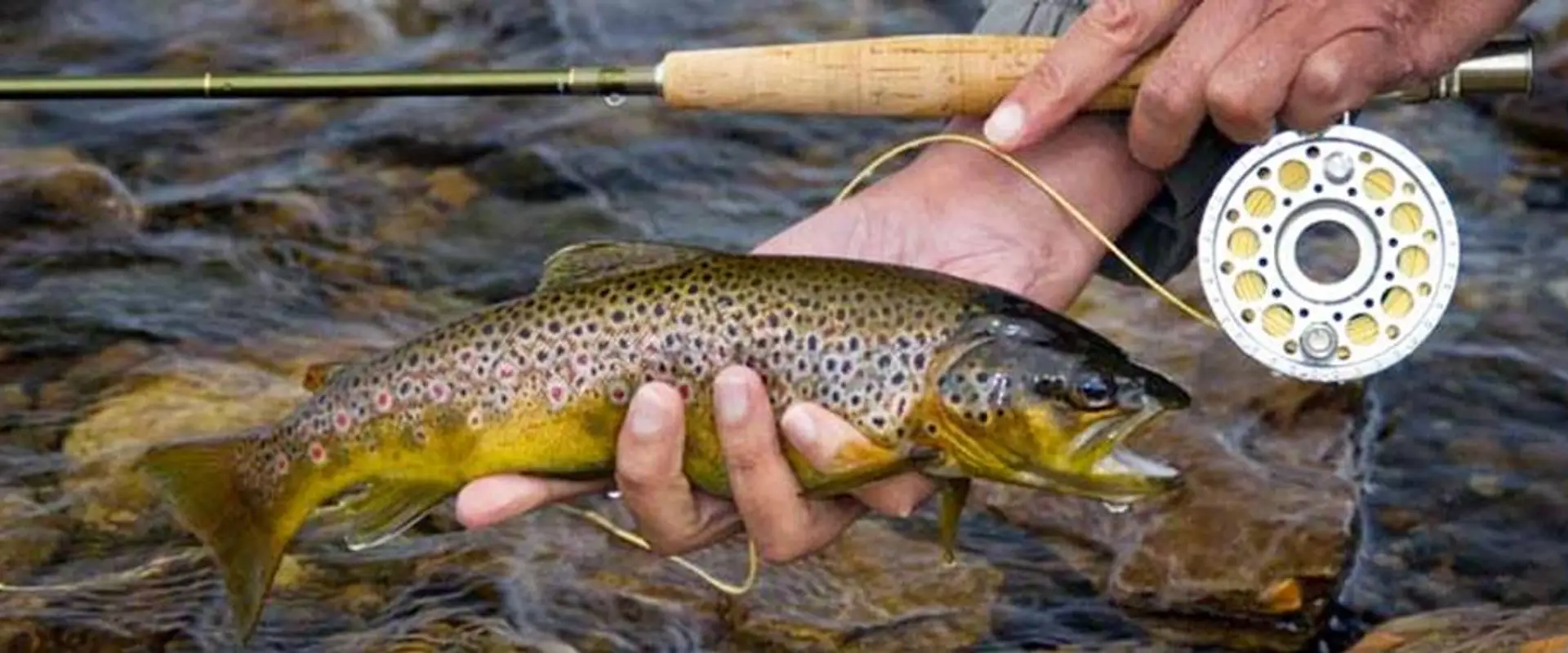 Fly Fish Islay
