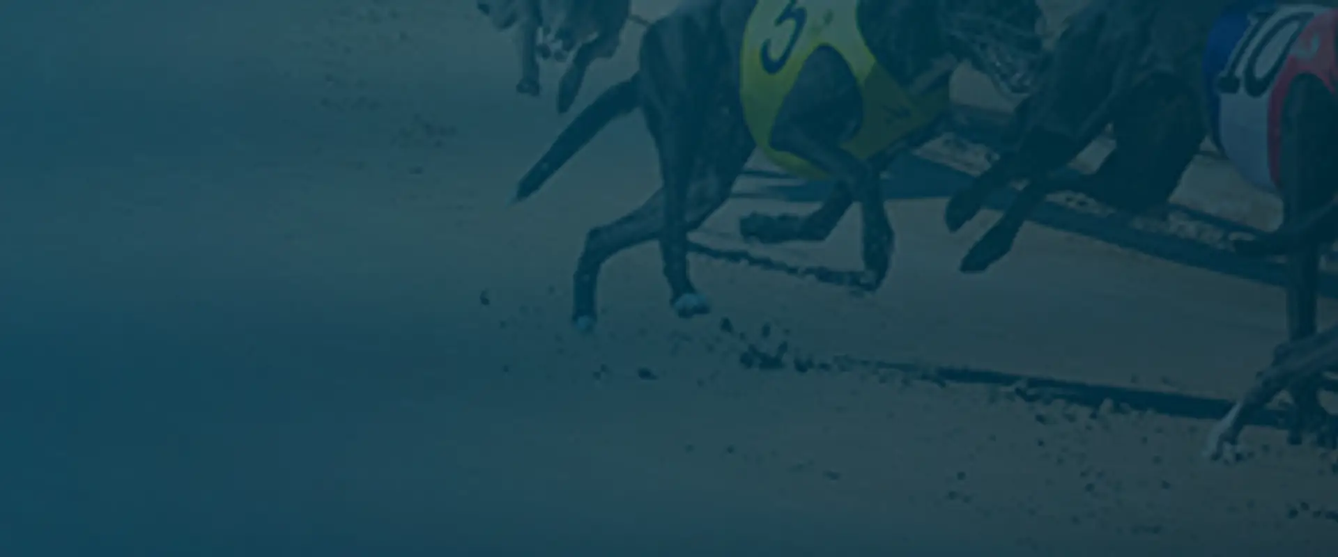 Dapto Greyhounds