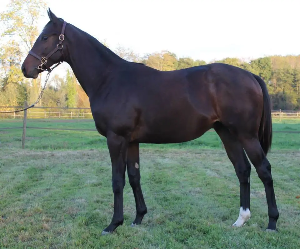 Stud D' Ayguemorte