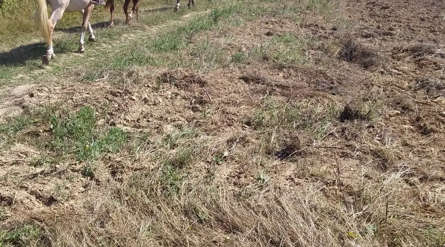 Au Grand Galop ( GAEC)