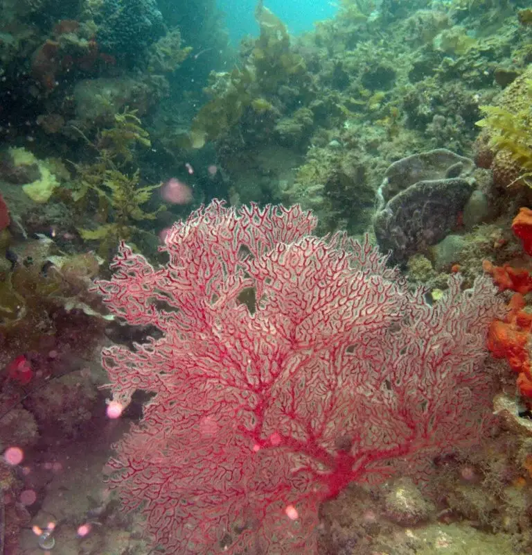 Adelaide University Scuba Club