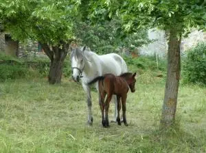 Equestrian Farm De Montmorin