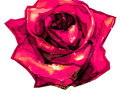 Cairo Rose Belly Dance Studio