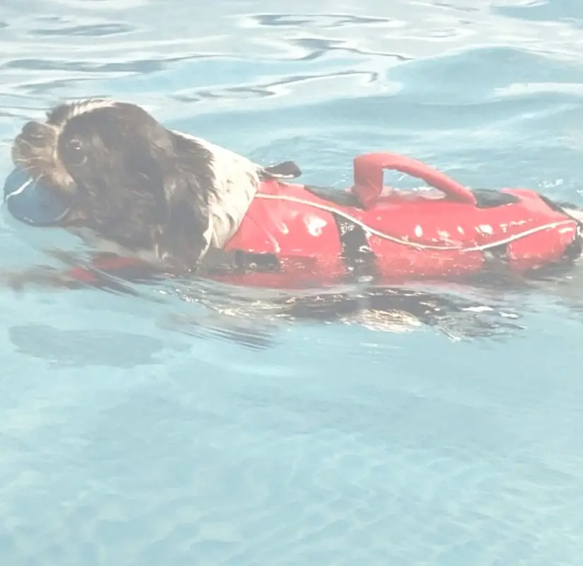 Doggy Paddle