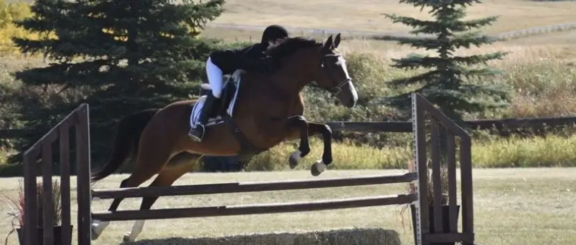 Esprix Stables High Performance Riding Club