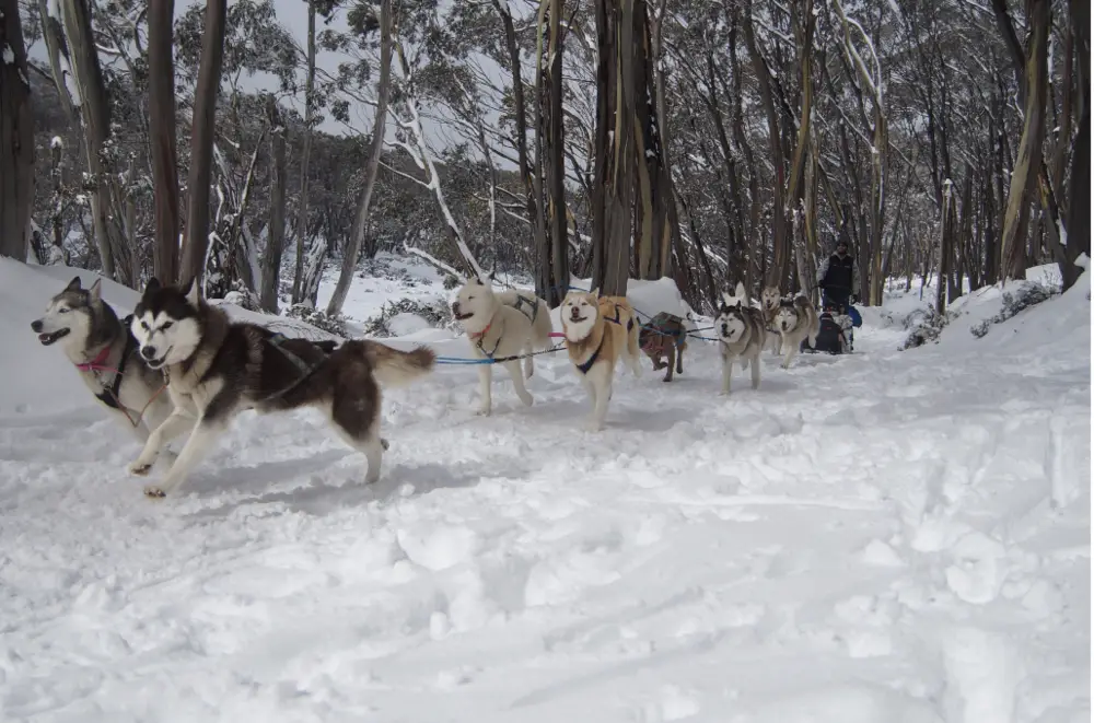 Sled Dog Tours Mount Baw Baw