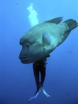 PADDY DIVING