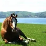 Hare Hill Horse Treks