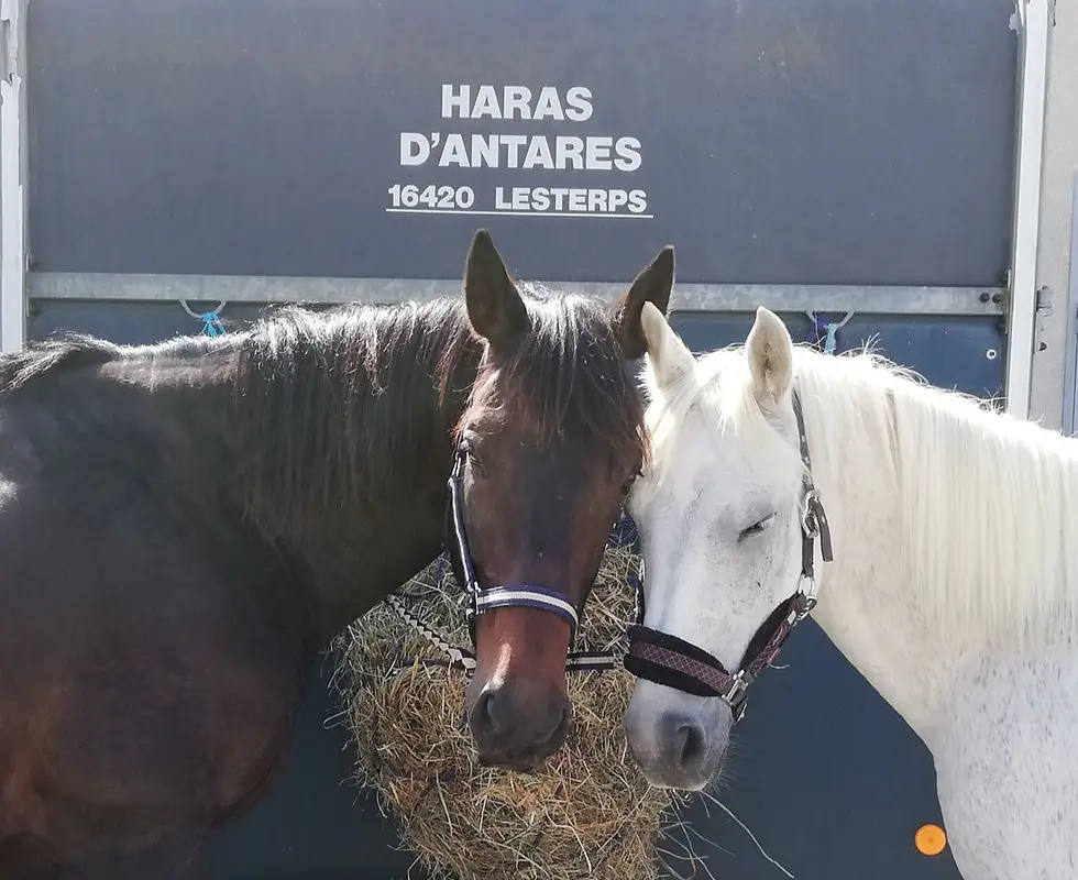 Haras d'Antares