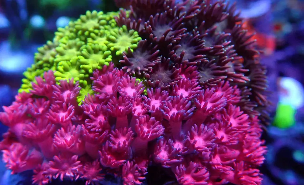 Future Frags Aquatics