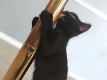 Pole Jamz